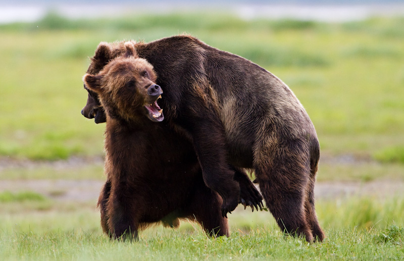 Grizzly Bears Fighting